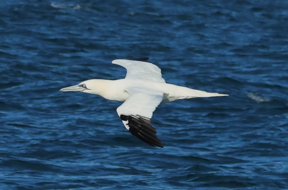 Northern Gannet - ML646703067