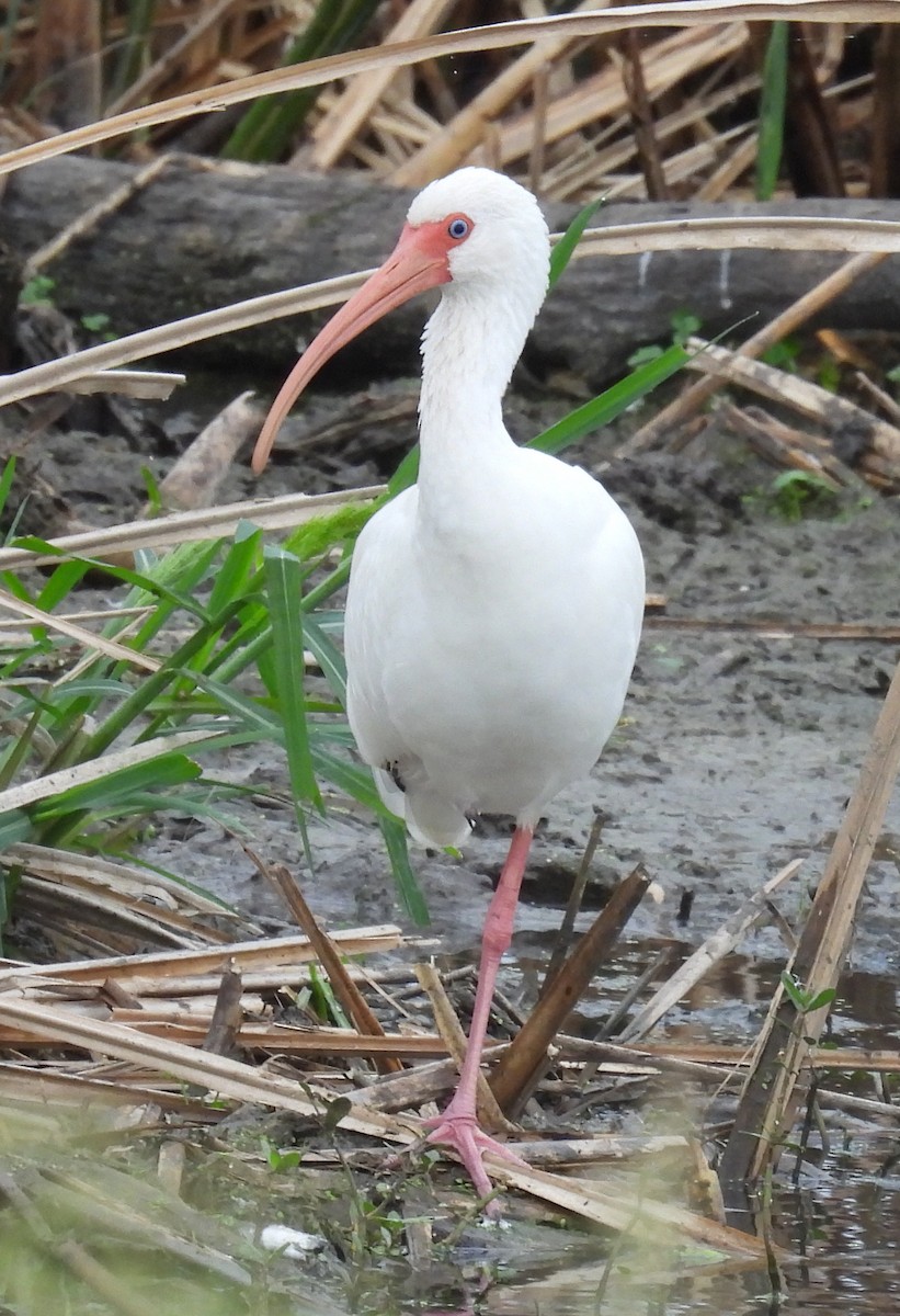 Белый ибис - ML646703068