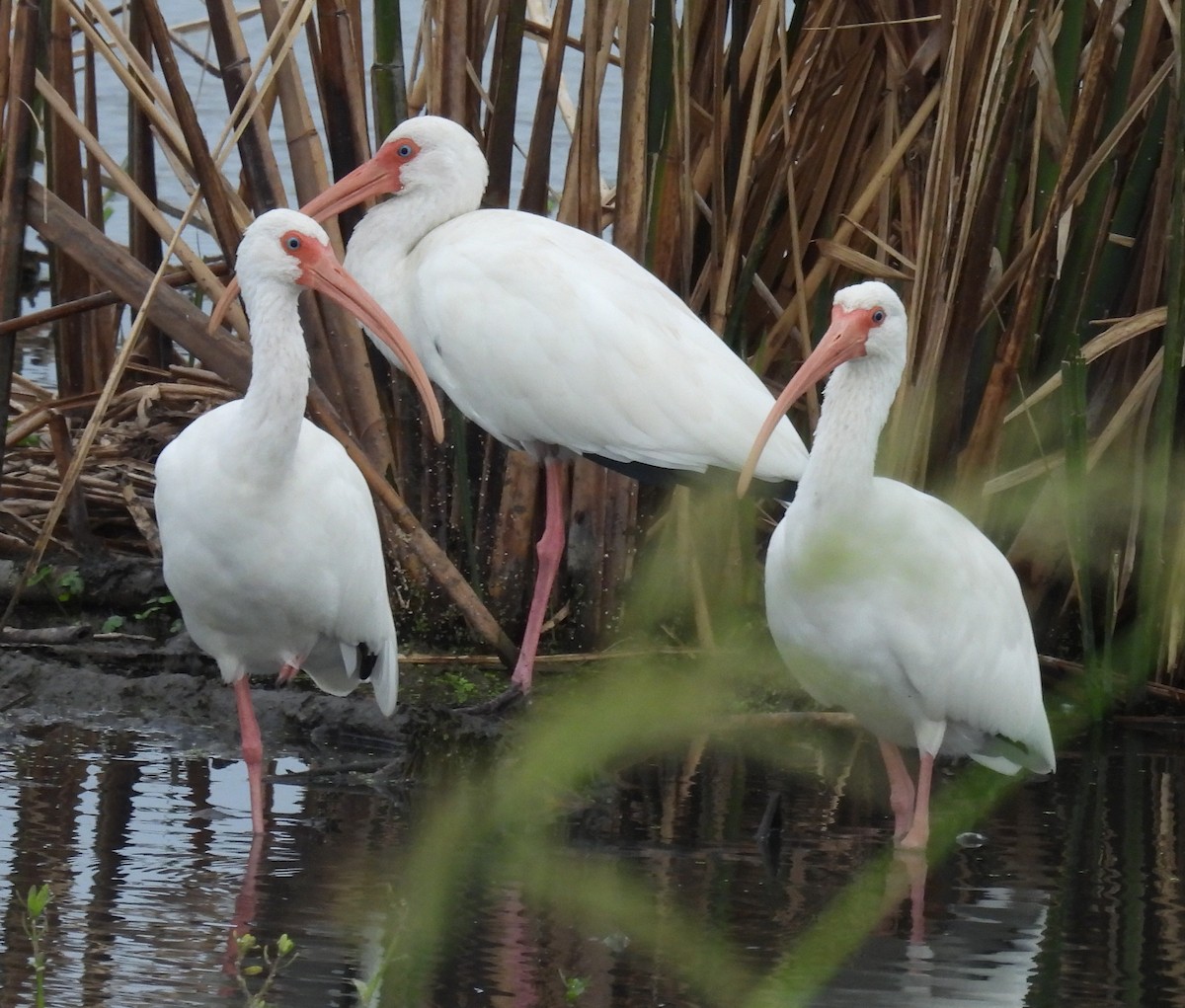 Белый ибис - ML646703069