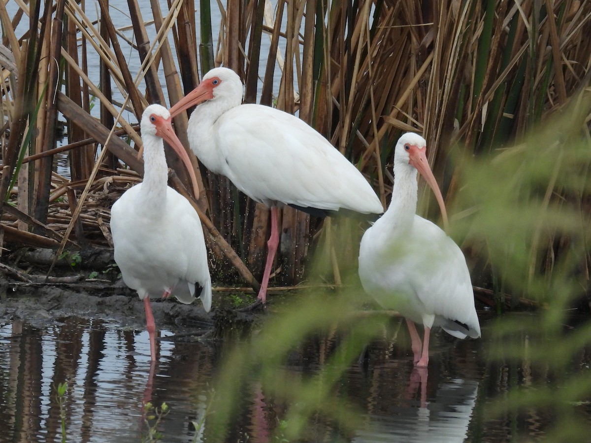 Белый ибис - ML646703070