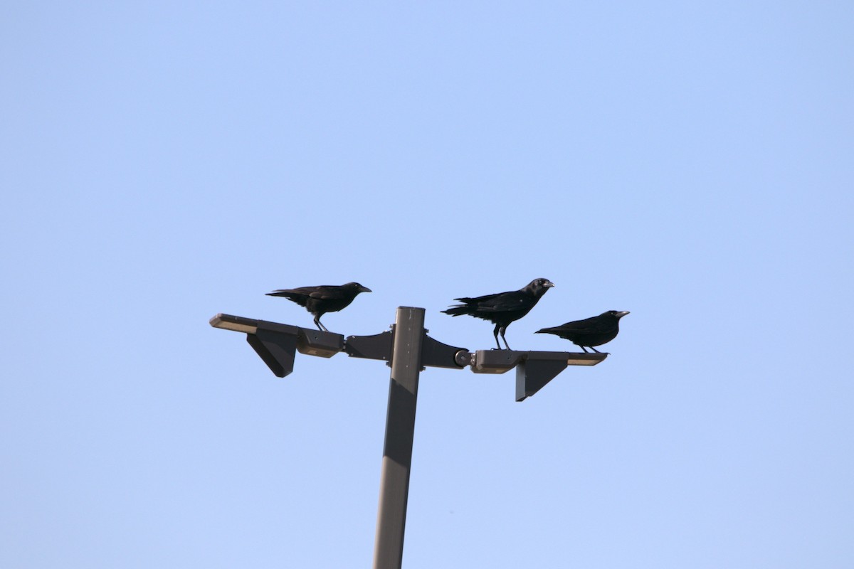 krkavec velký - ML646703071