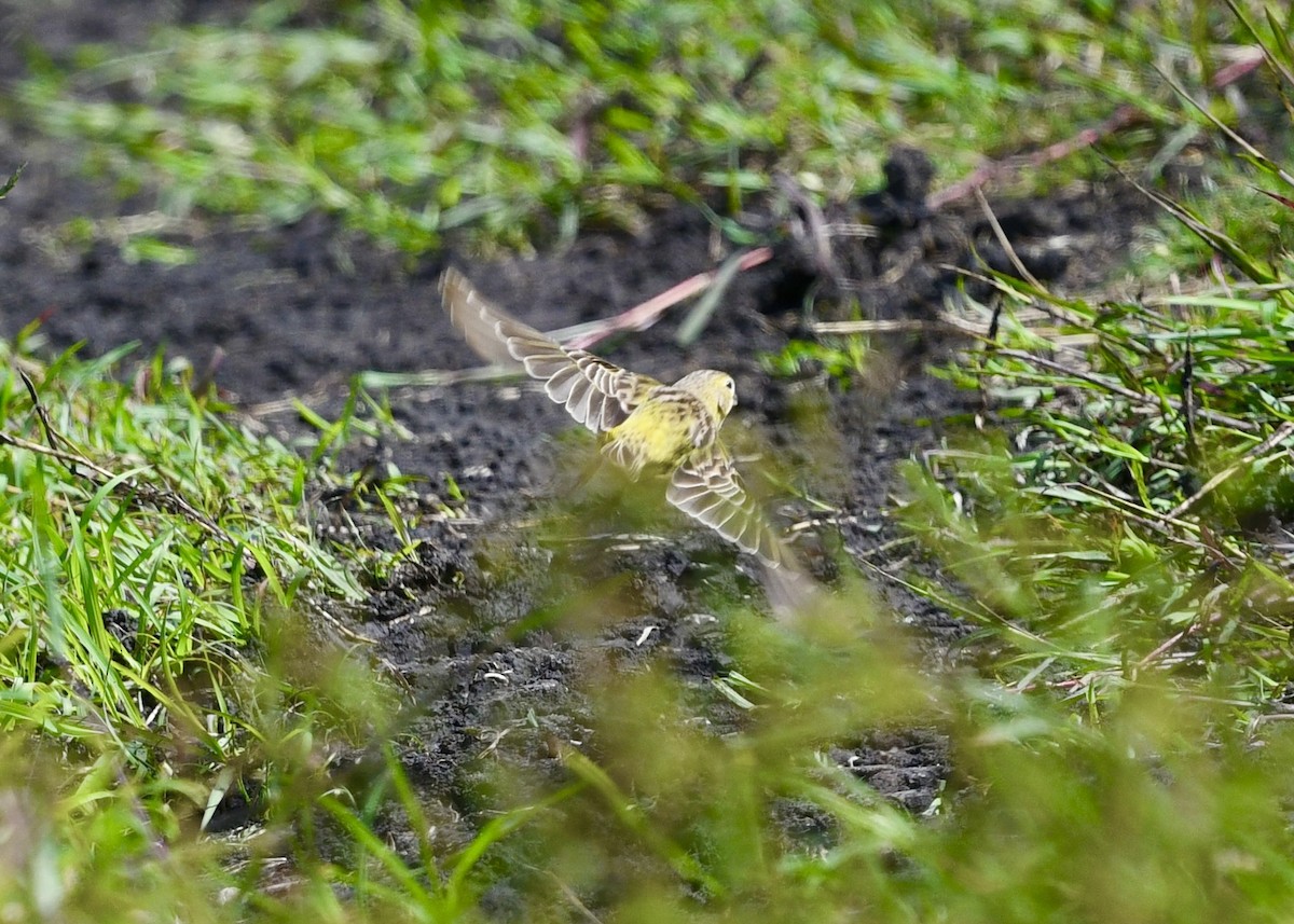 Короткоклювый зерноед - ML646703076