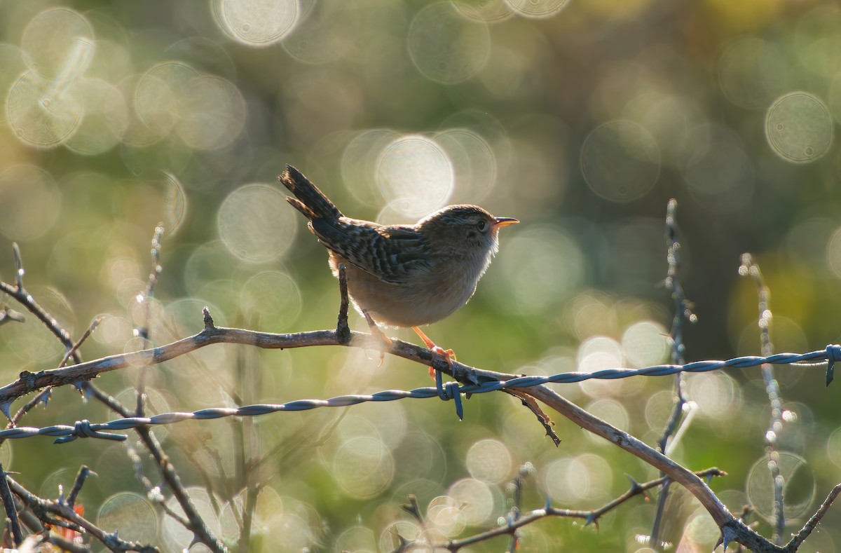 Sedge Wren - ML646703078