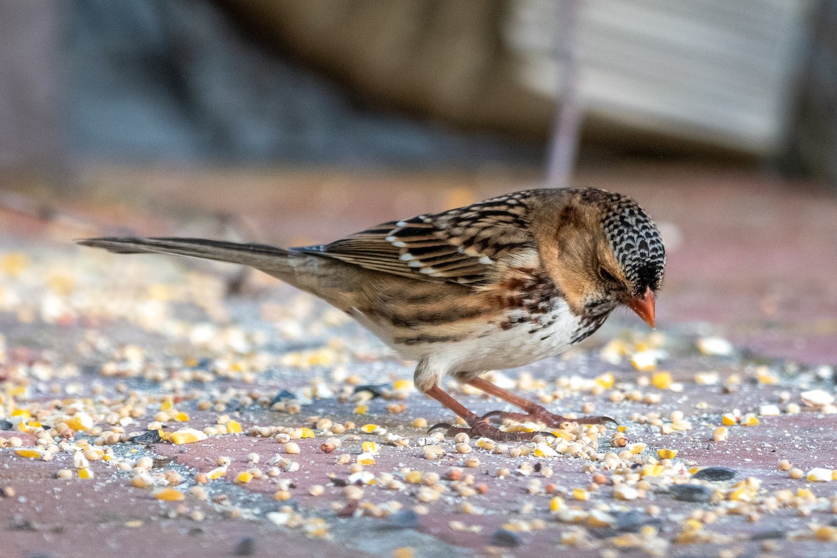 Harris's Sparrow - ML646703080