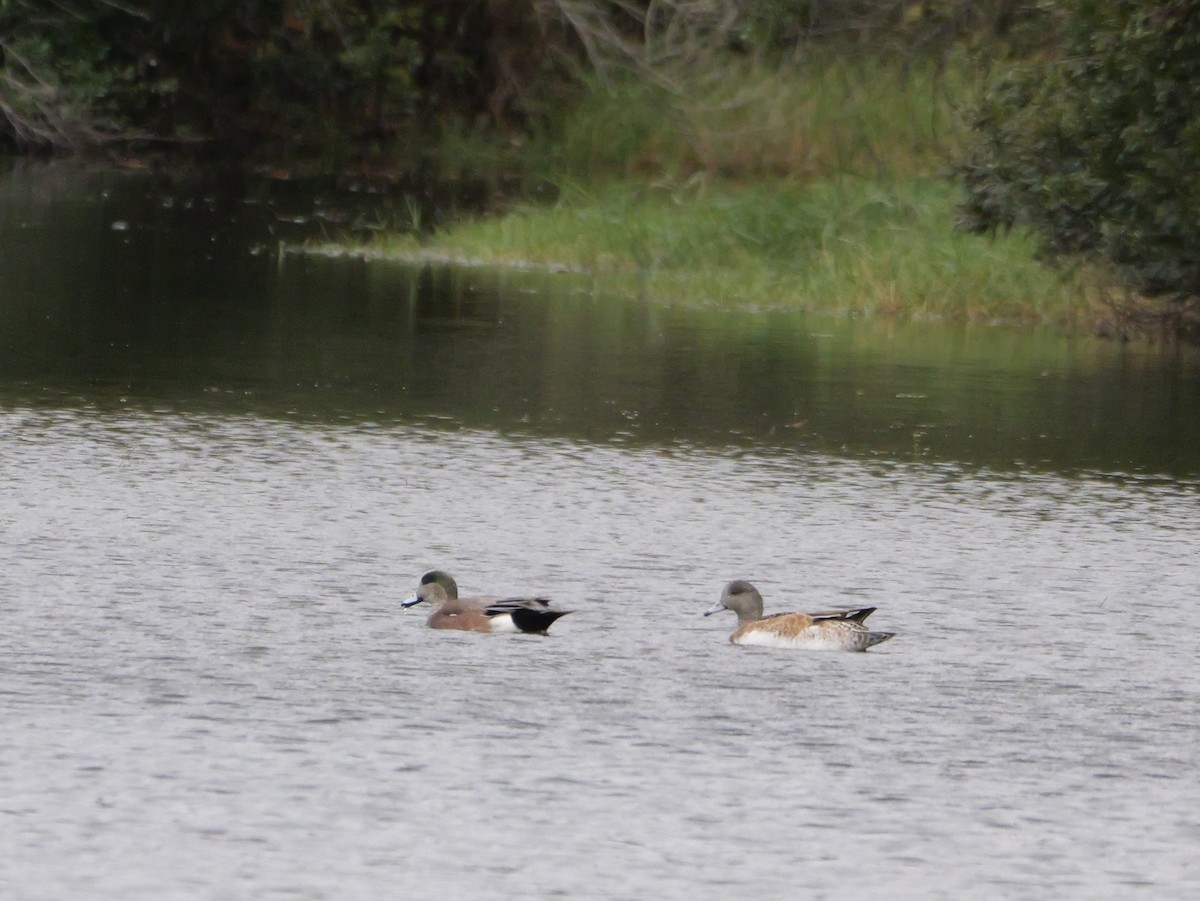 Silbón Americano - ML646703085