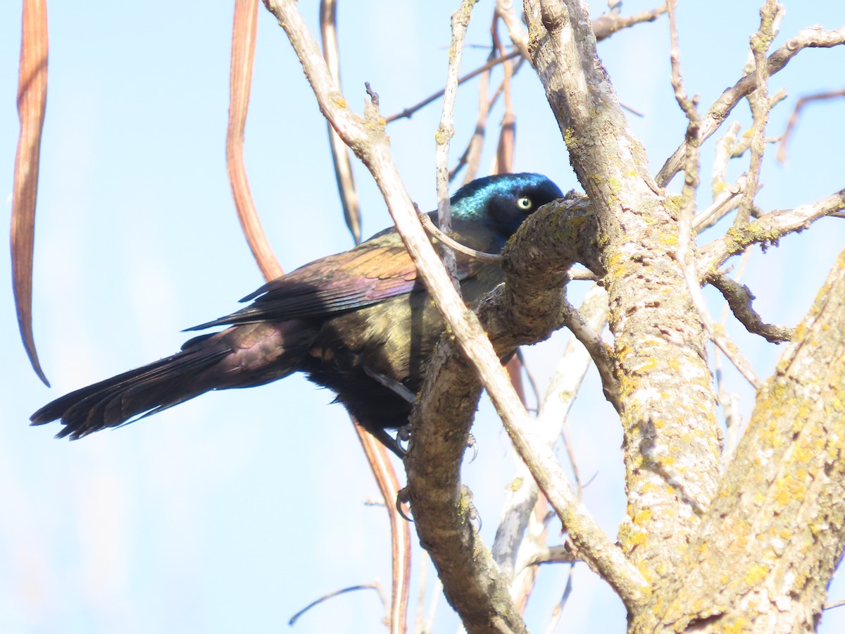 Purpurgrackel - ML646703088