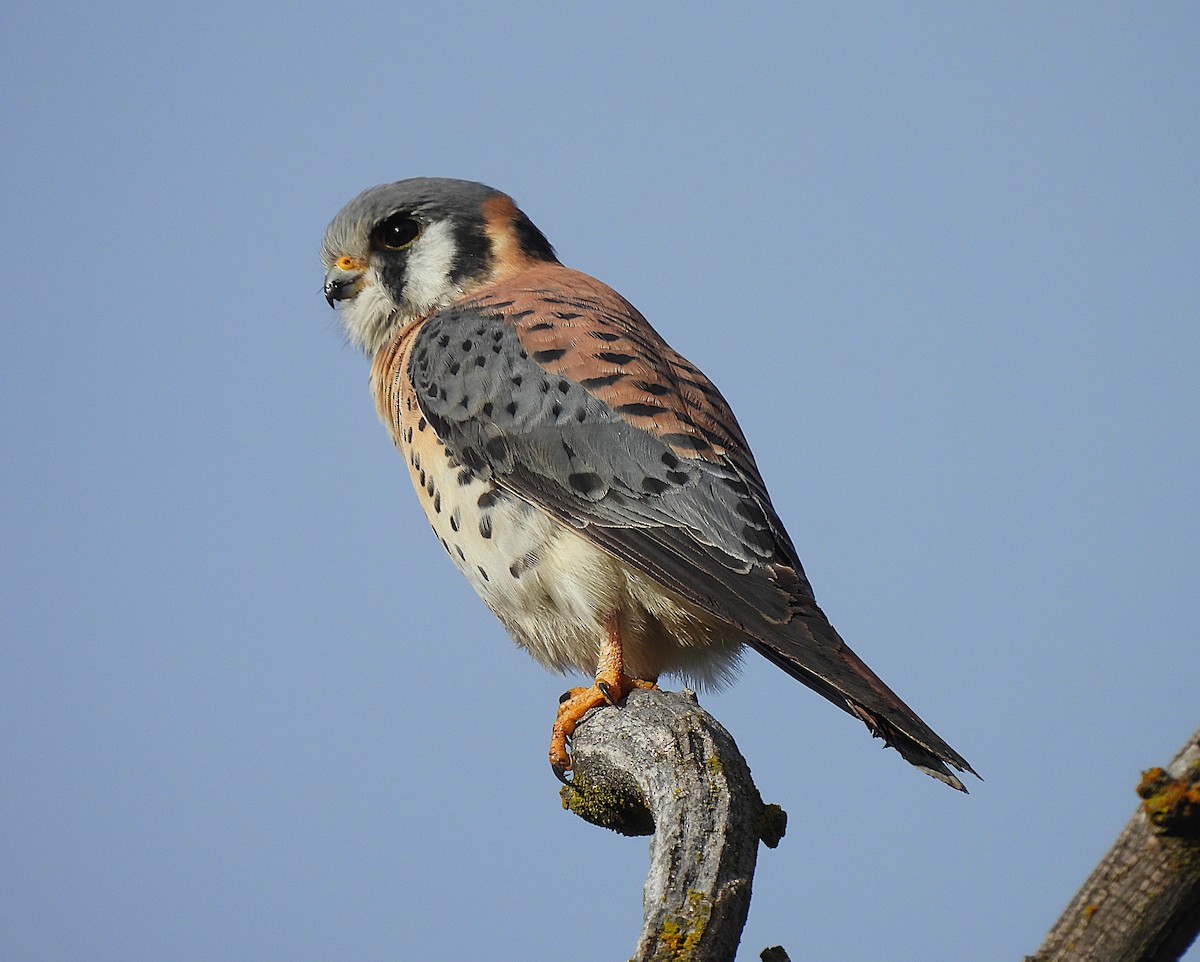 poštolka pestrá - ML646703089