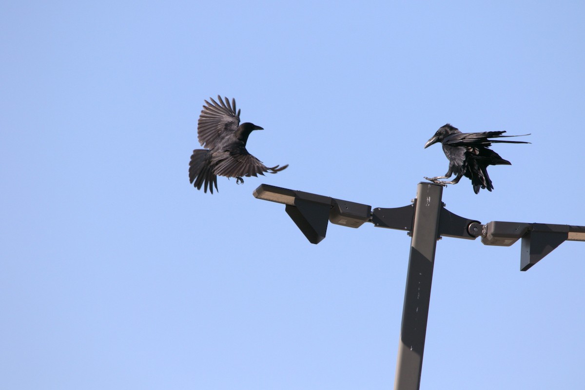 krkavec velký - ML646703091