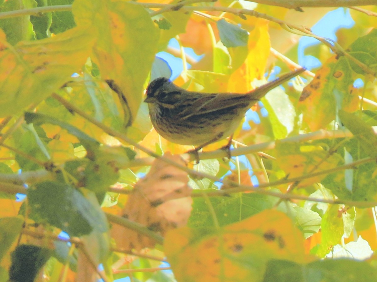 strnadec pruhohlavý - ML646703093