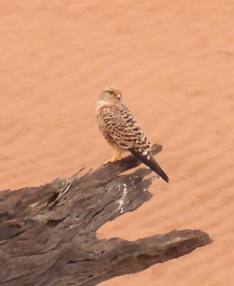 Cernícalo Ojiblanco - ML646703097