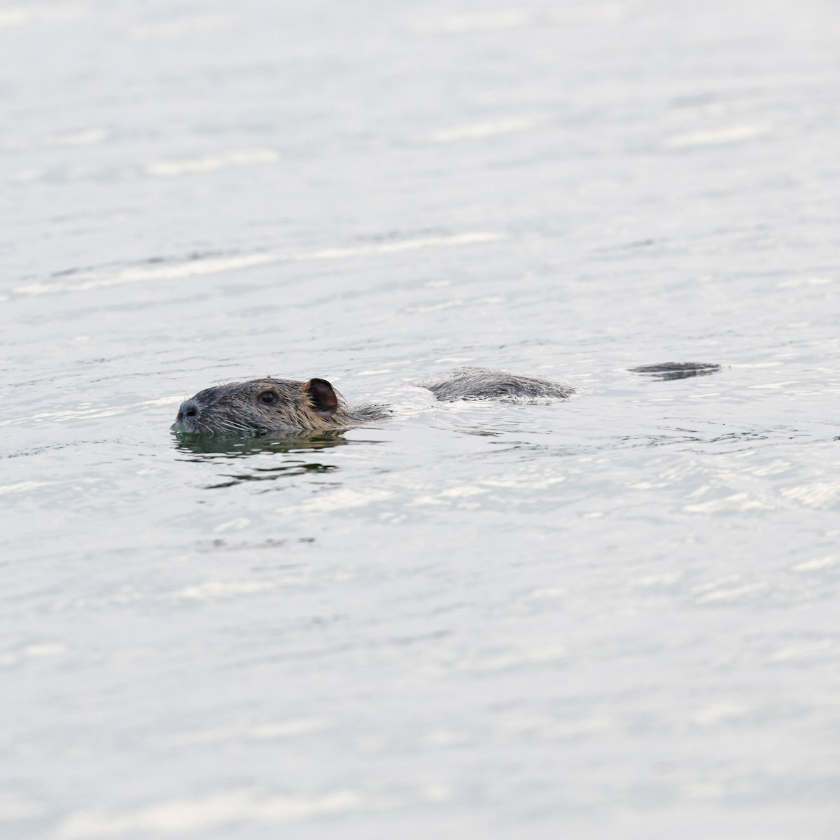 Castoro americano - ML646703099