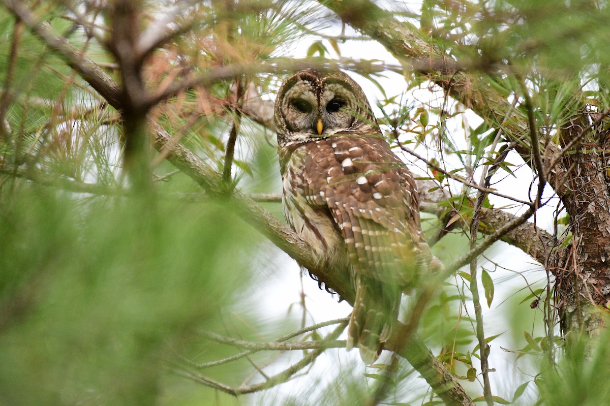 høvdingugle - ML646703103