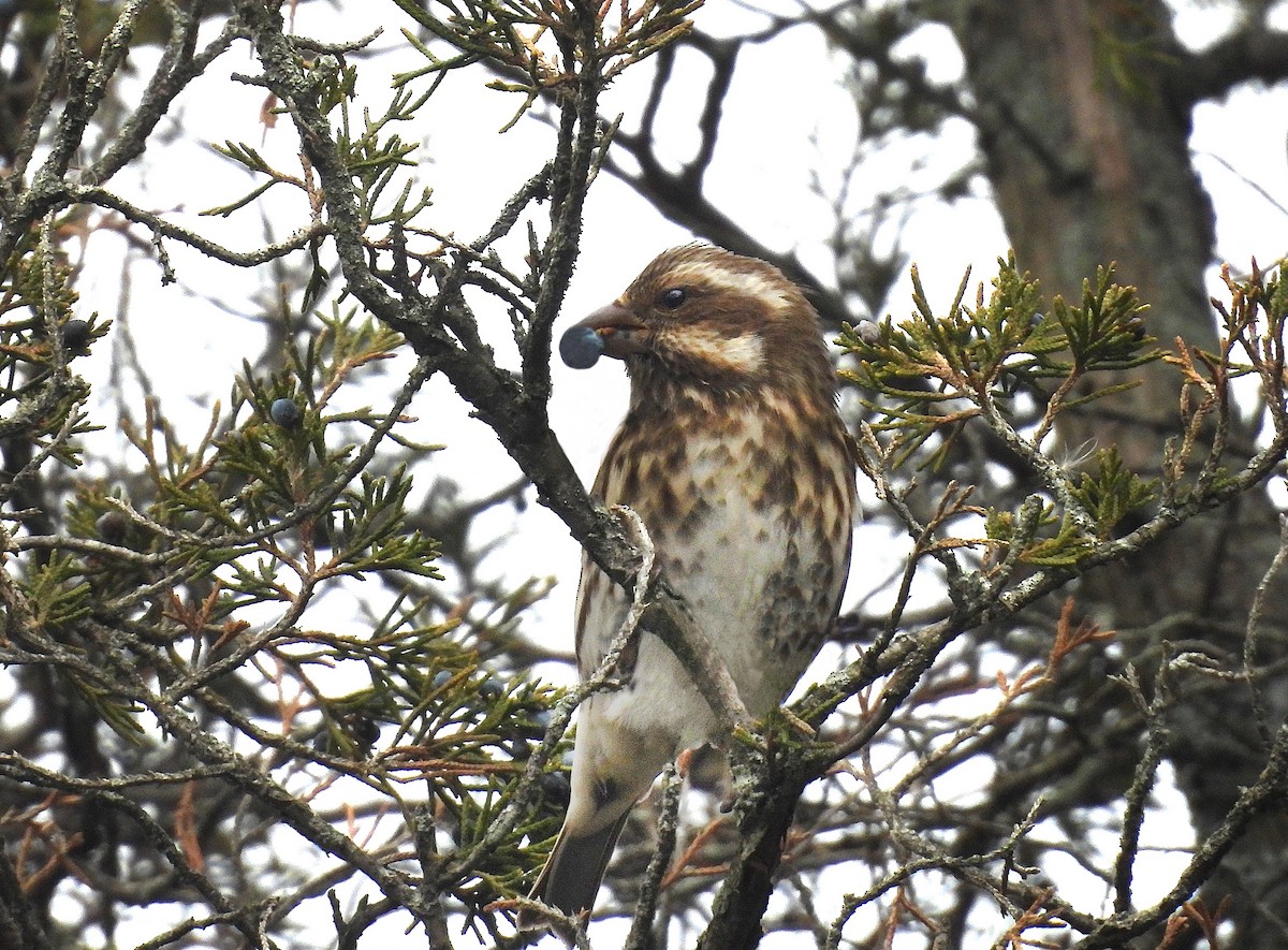 Camachuelo Purpúreo - ML646703108