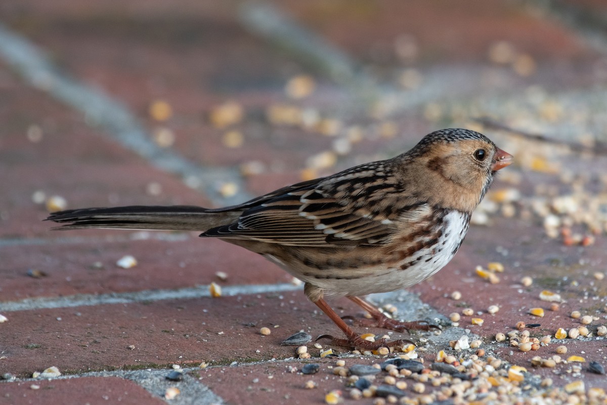 Harris's Sparrow - ML646703112
