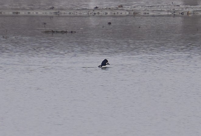 İzlanda Altıngözü - ML646703114