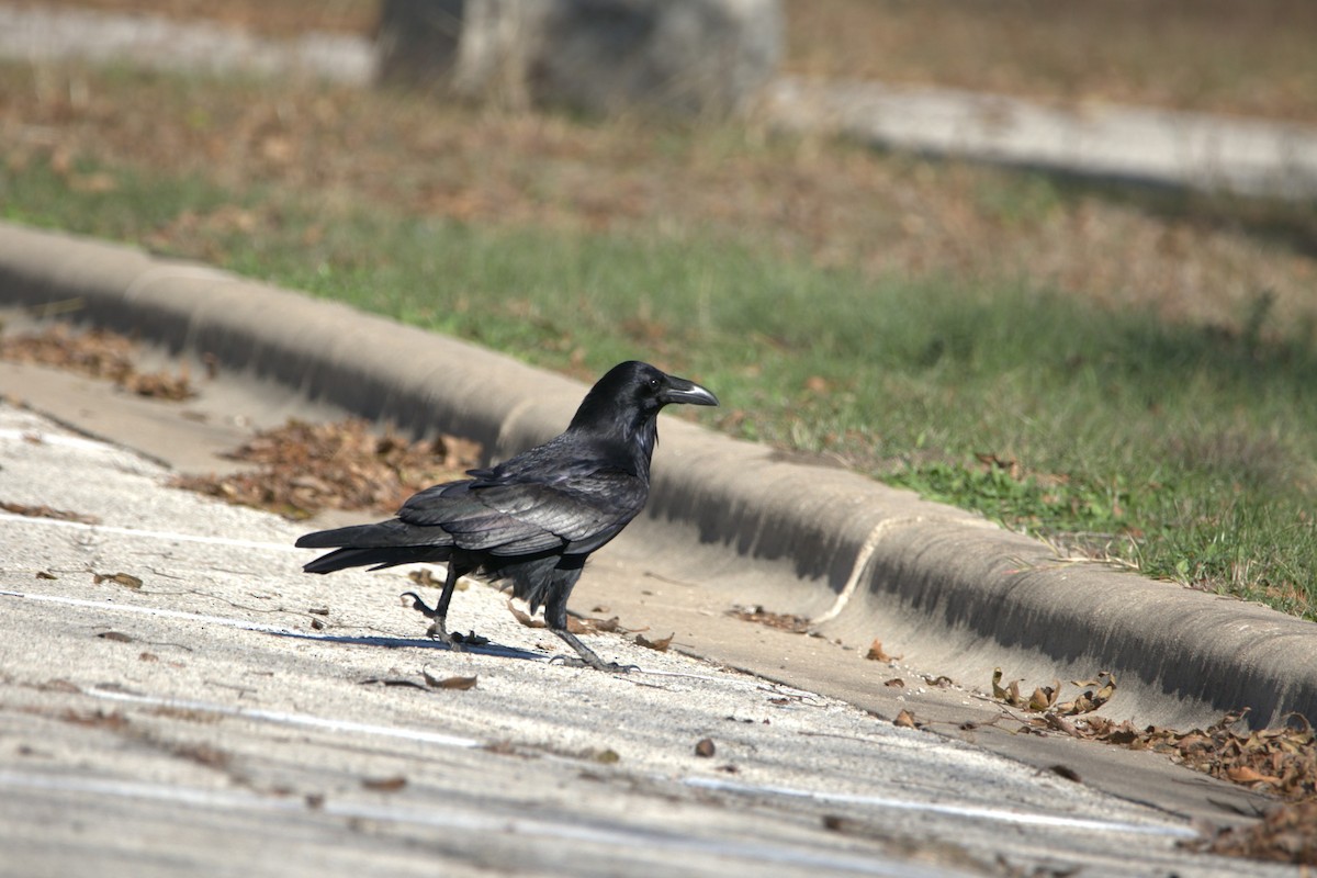 krkavec velký - ML646703115