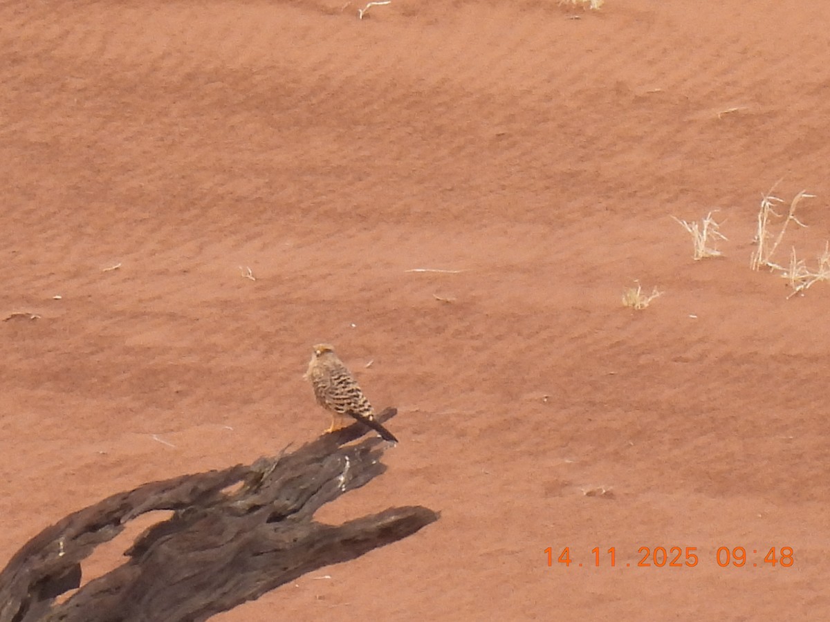 Cernícalo Ojiblanco - ML646703116