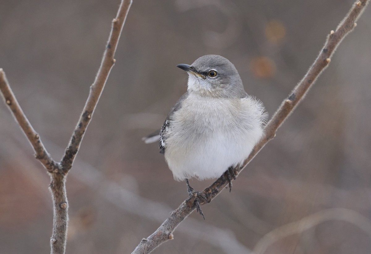 Kuzeyli Taklitçi - ML646703119