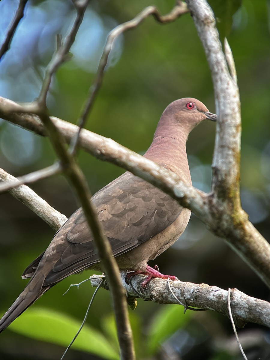 Short-billed Pigeon - ML646703120