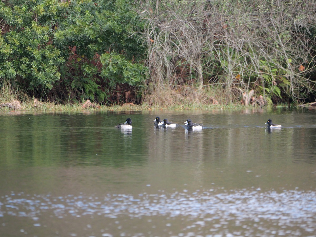 Porrón Acollarado - ML646703122