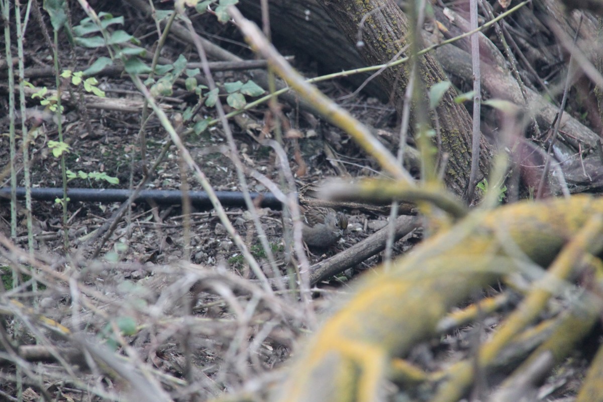 Golden-crowned Sparrow - ML646703126