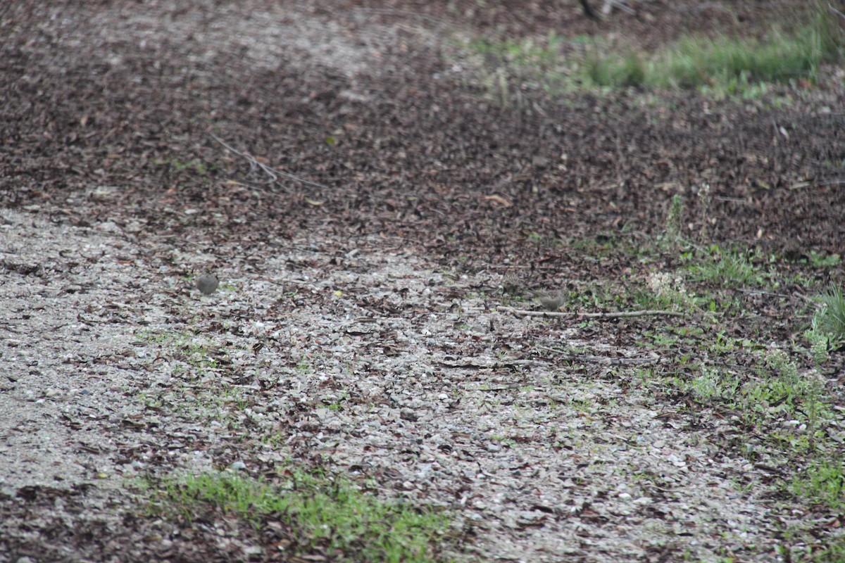 Golden-crowned Sparrow - ML646703130