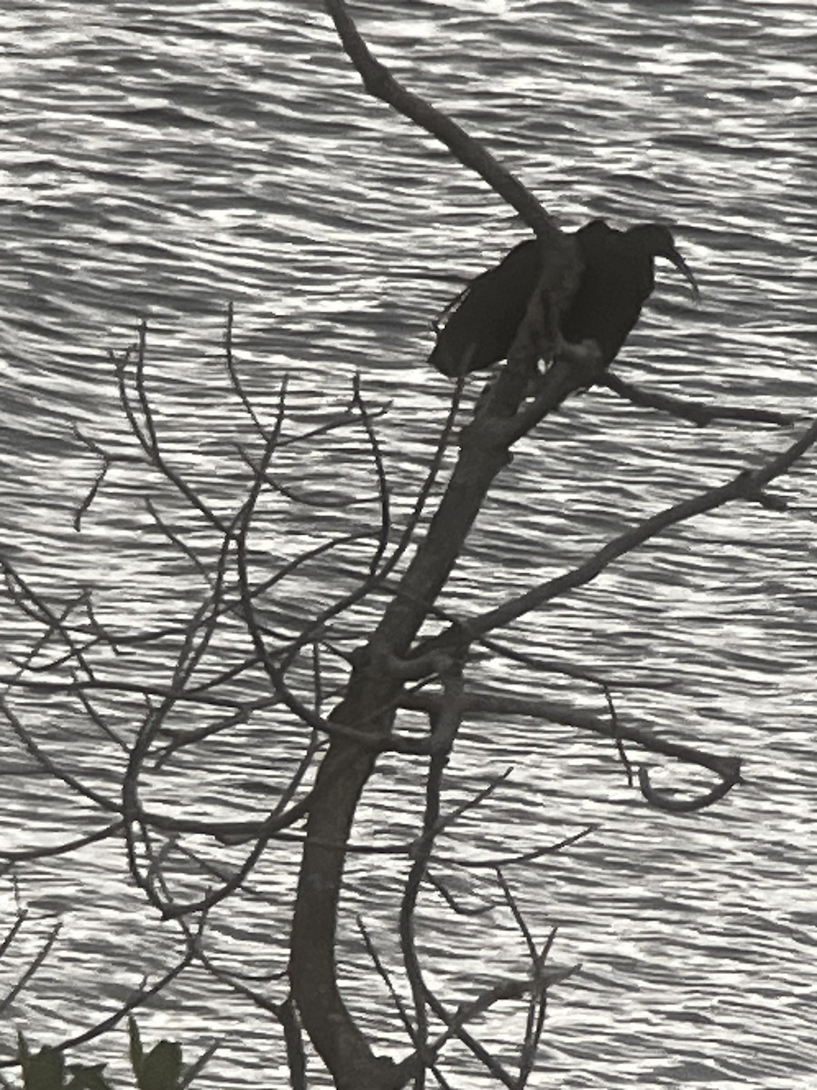 Green Ibis - ML646703134