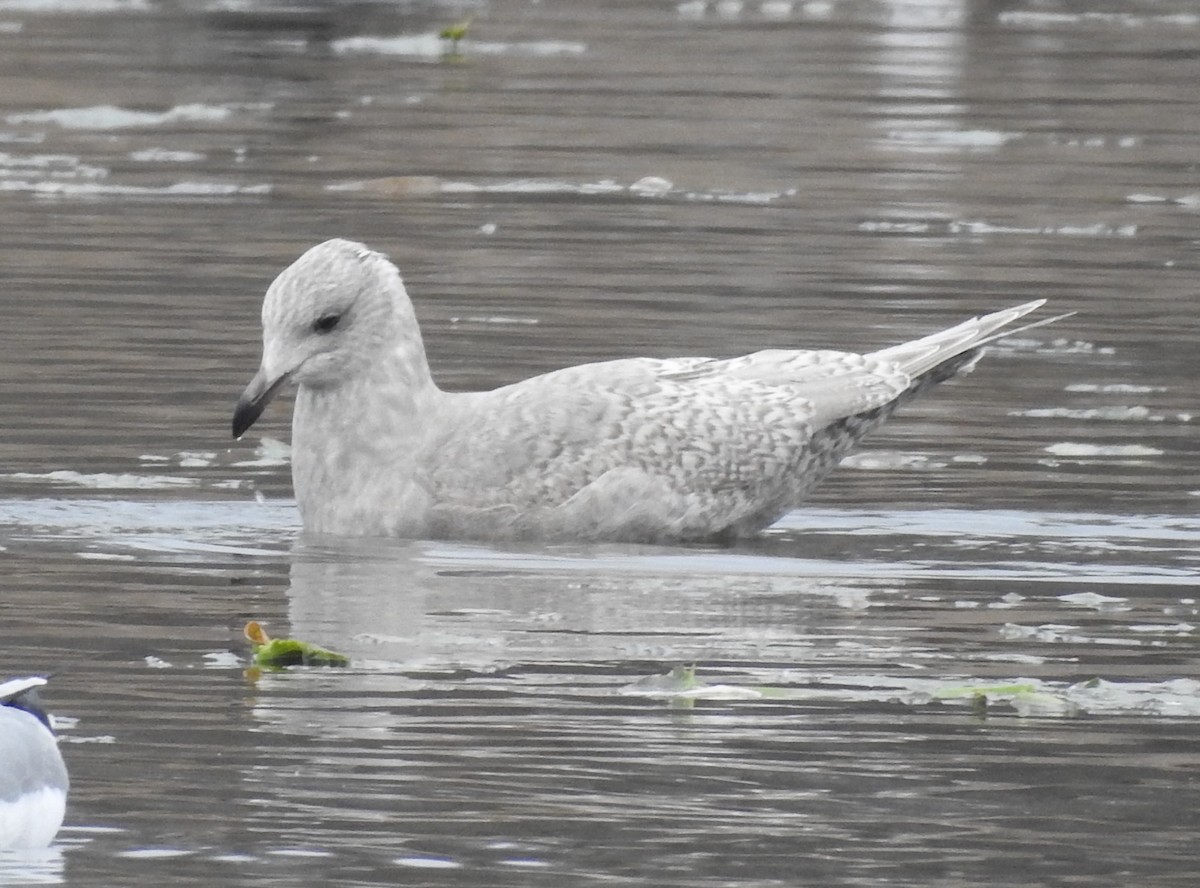 שחף איסלנדי - ML646703135