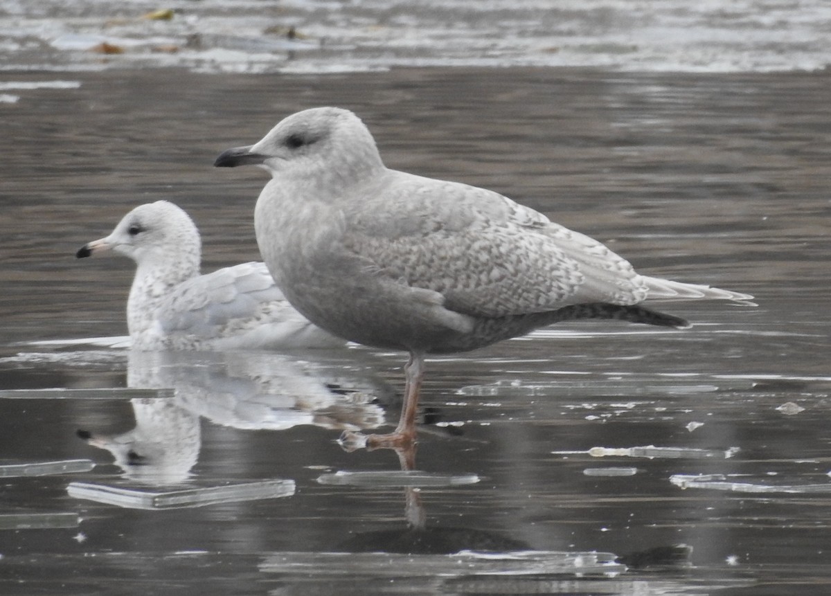 שחף איסלנדי - ML646703136