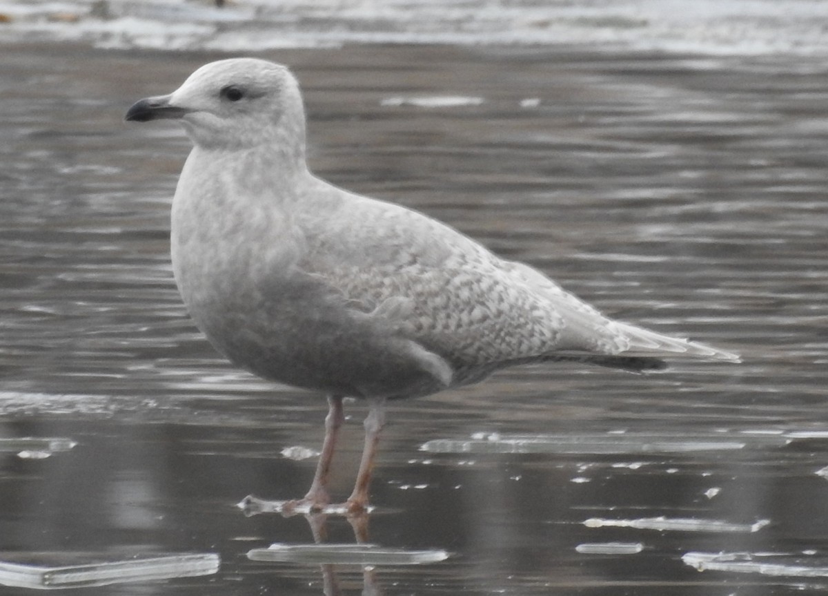 שחף איסלנדי - ML646703138