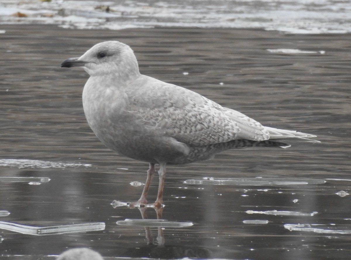 שחף איסלנדי - ML646703139