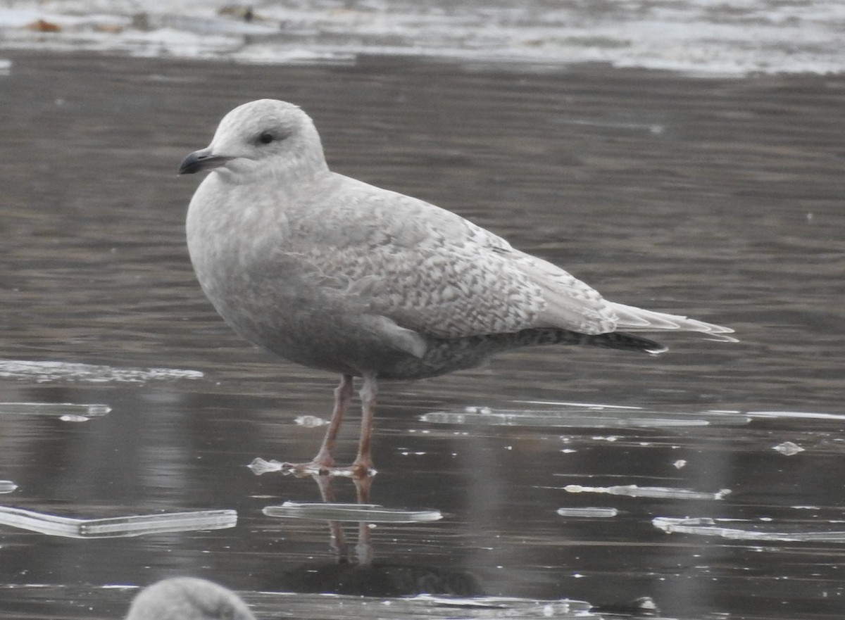 שחף איסלנדי - ML646703140