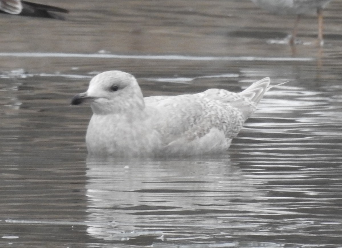 שחף איסלנדי - ML646703141