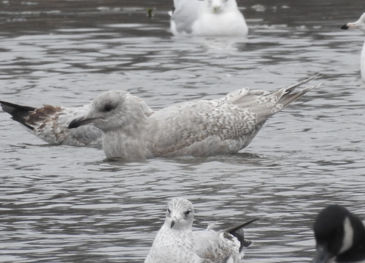 שחף איסלנדי - ML646703143