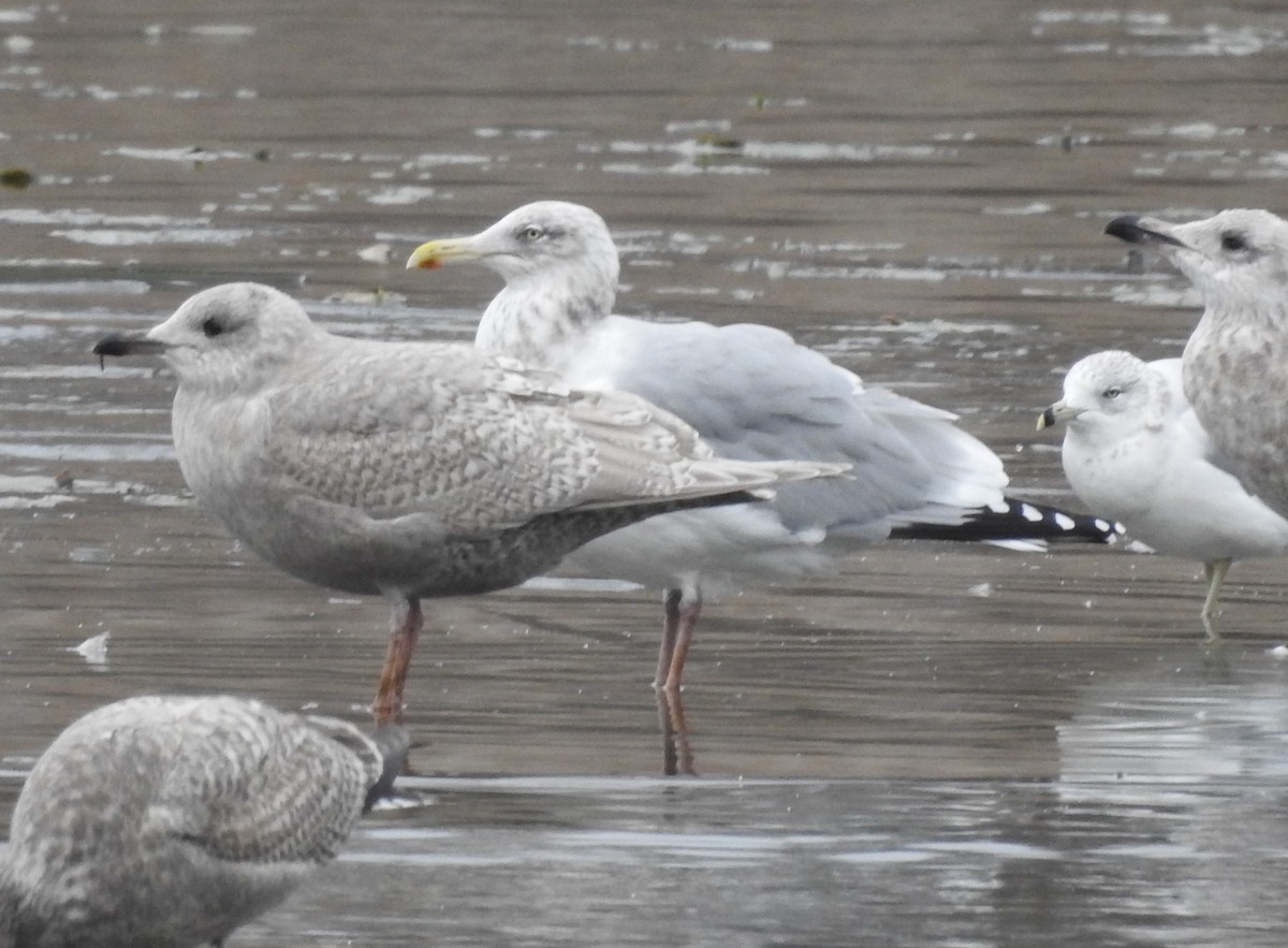 שחף איסלנדי - ML646703144