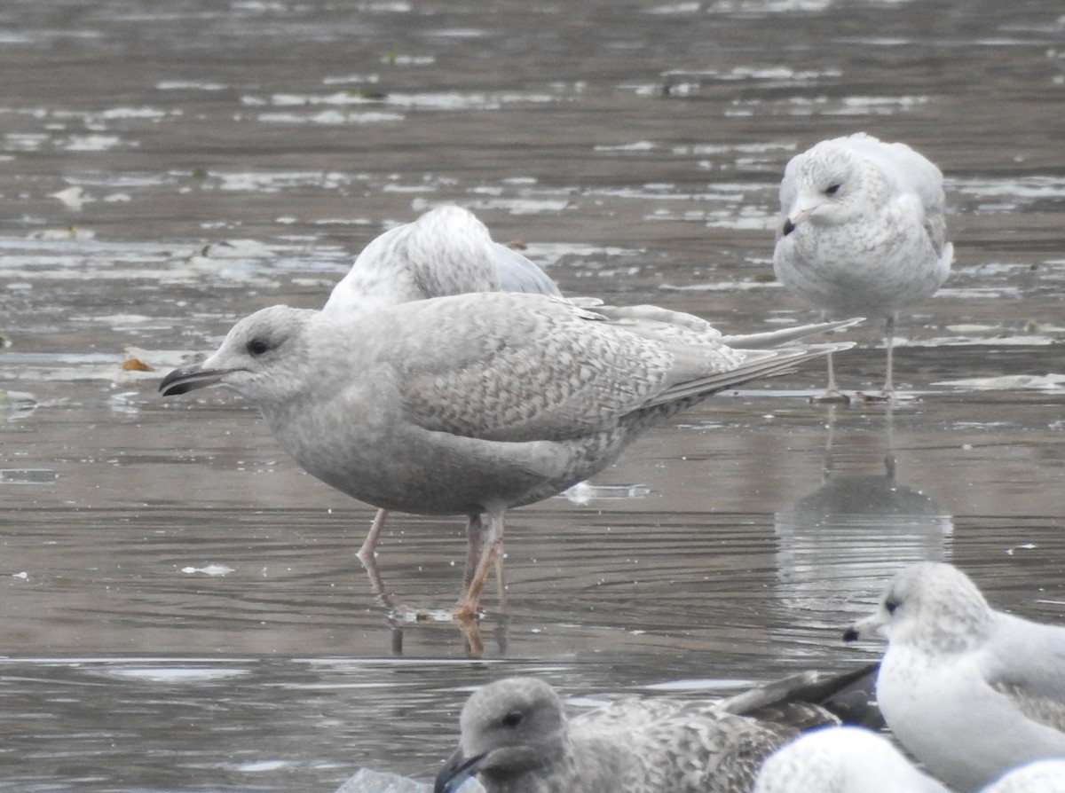 שחף איסלנדי - ML646703145