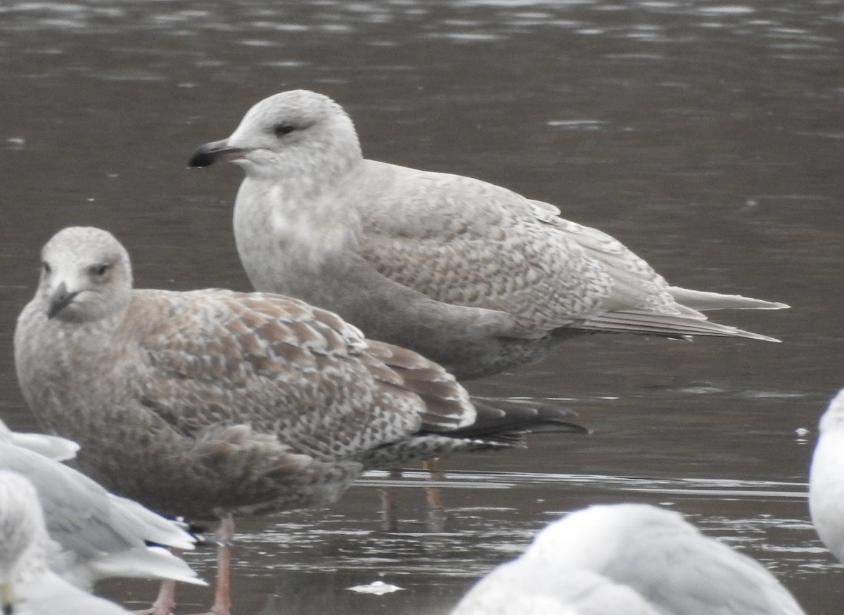 שחף איסלנדי - ML646703146
