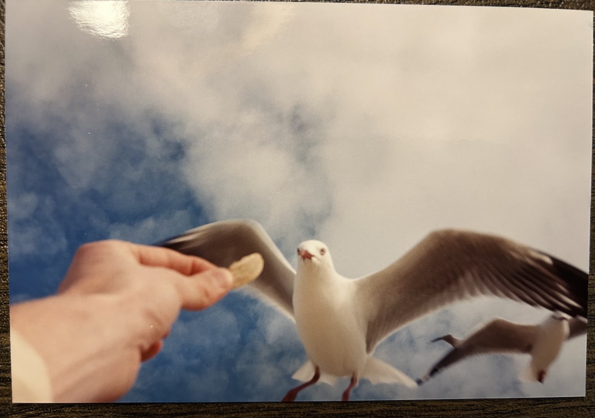 australmåke - ML646703148