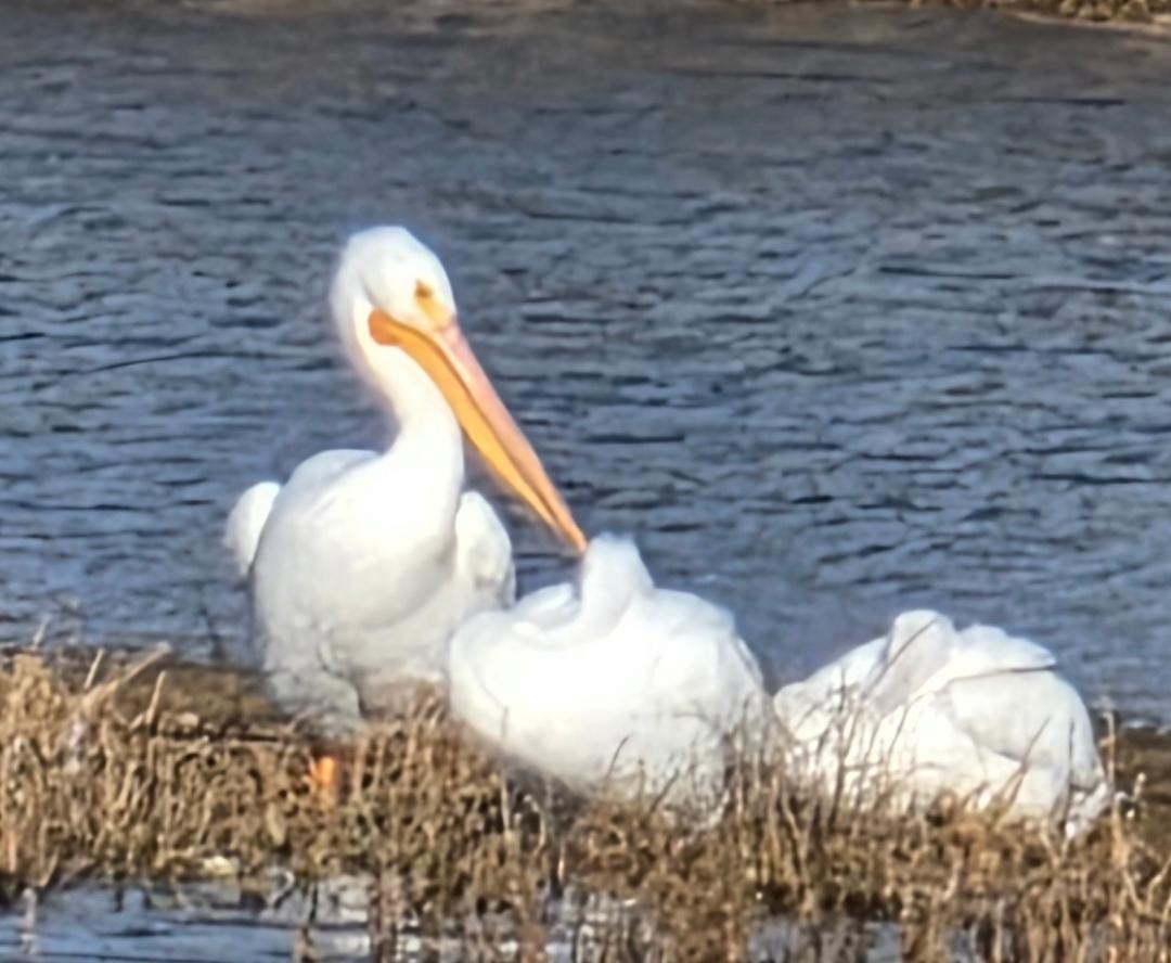 American White Pelican - ML646703162