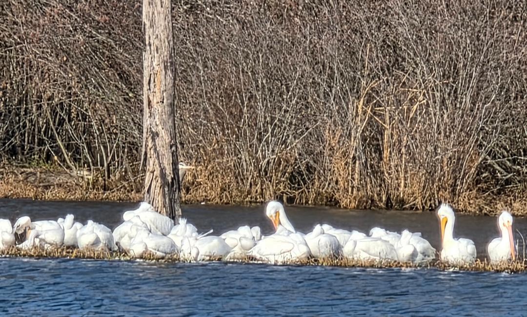 American White Pelican - ML646703163