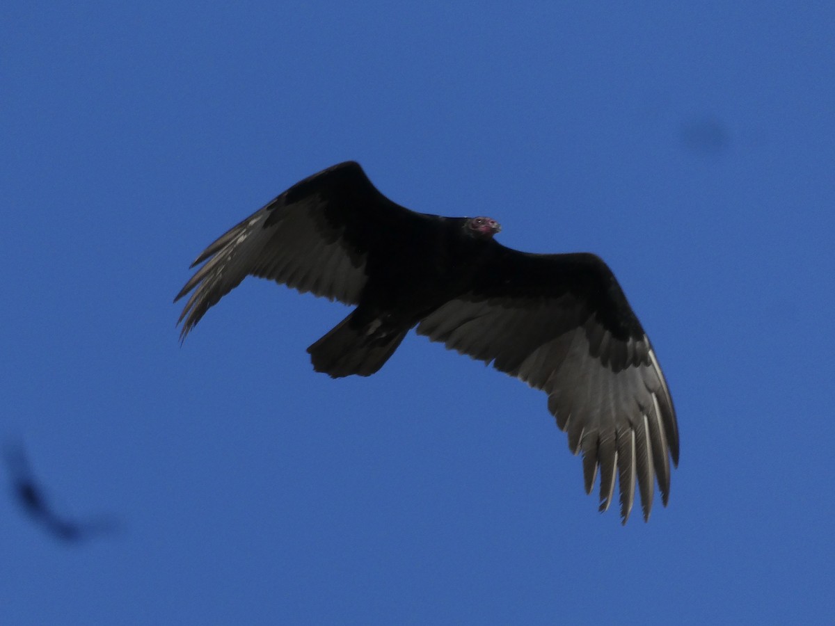 Turkey Vulture - ML646703164