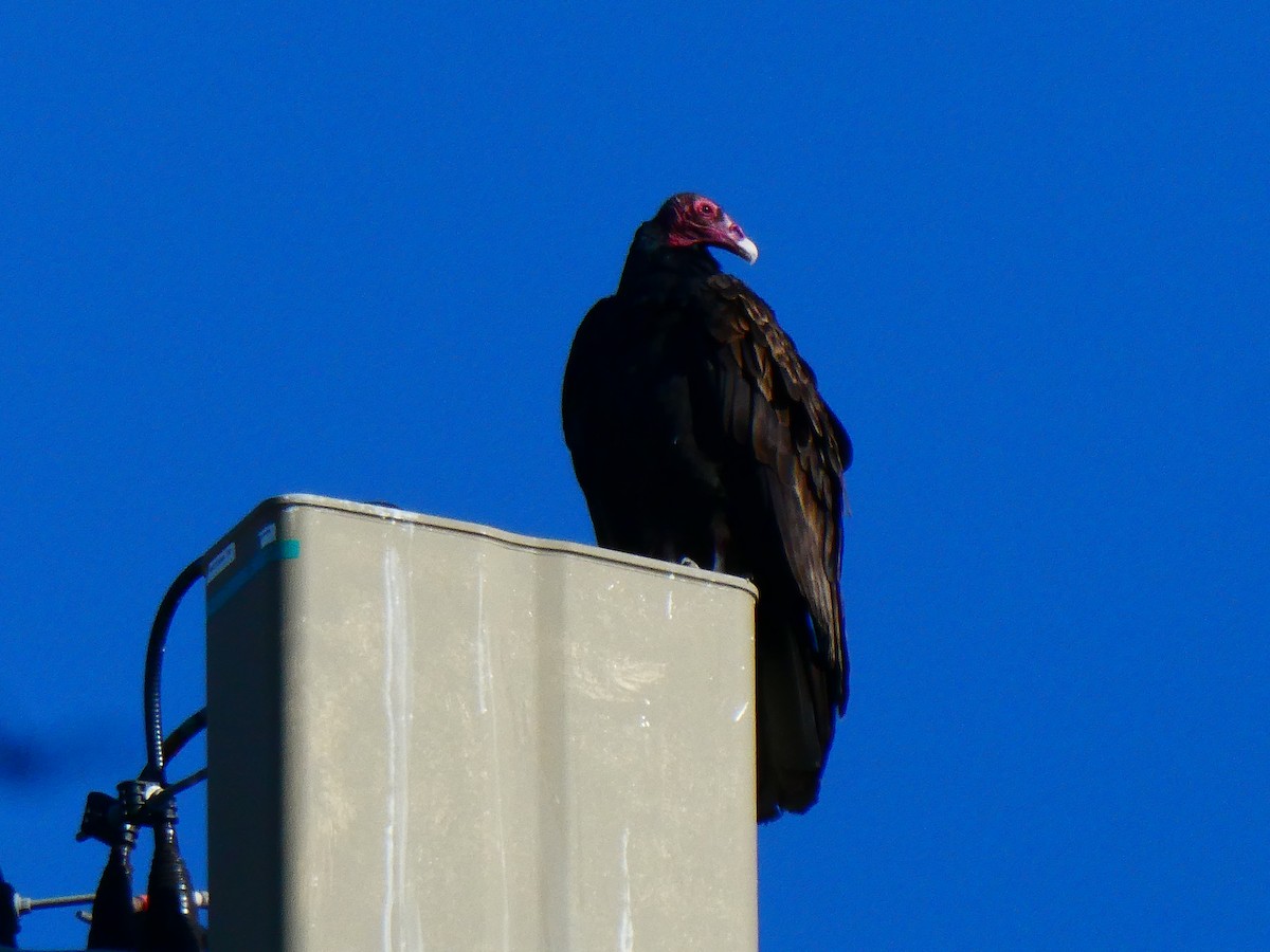 Turkey Vulture - ML646703165