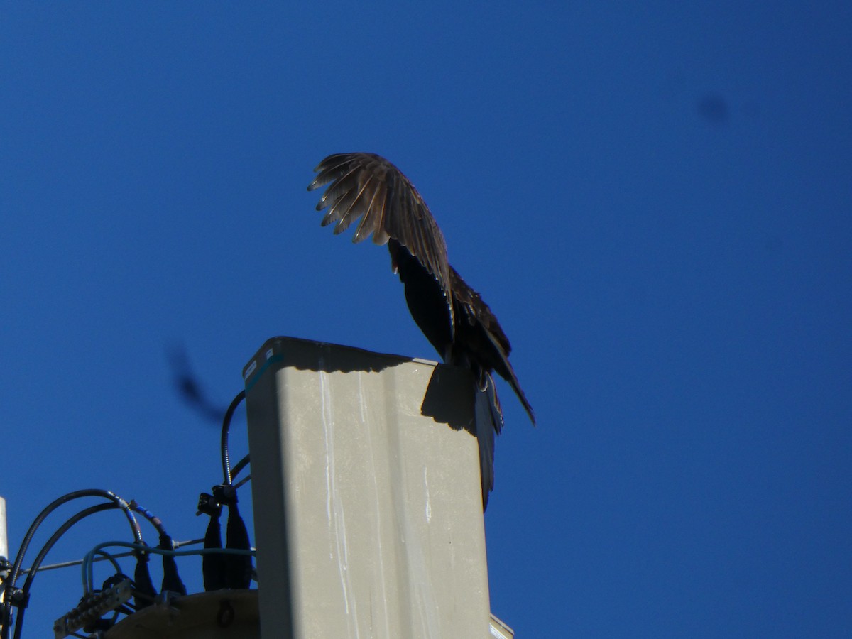 Turkey Vulture - ML646703166