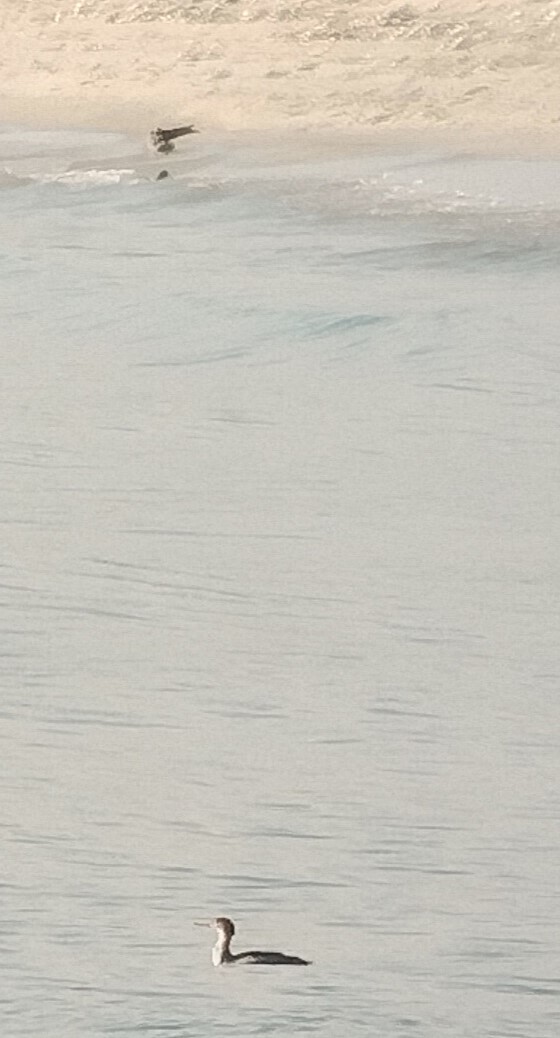 Serreta Mediana - ML646703168