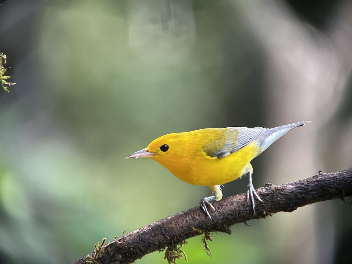 Prothonotary Warbler - ML646703169