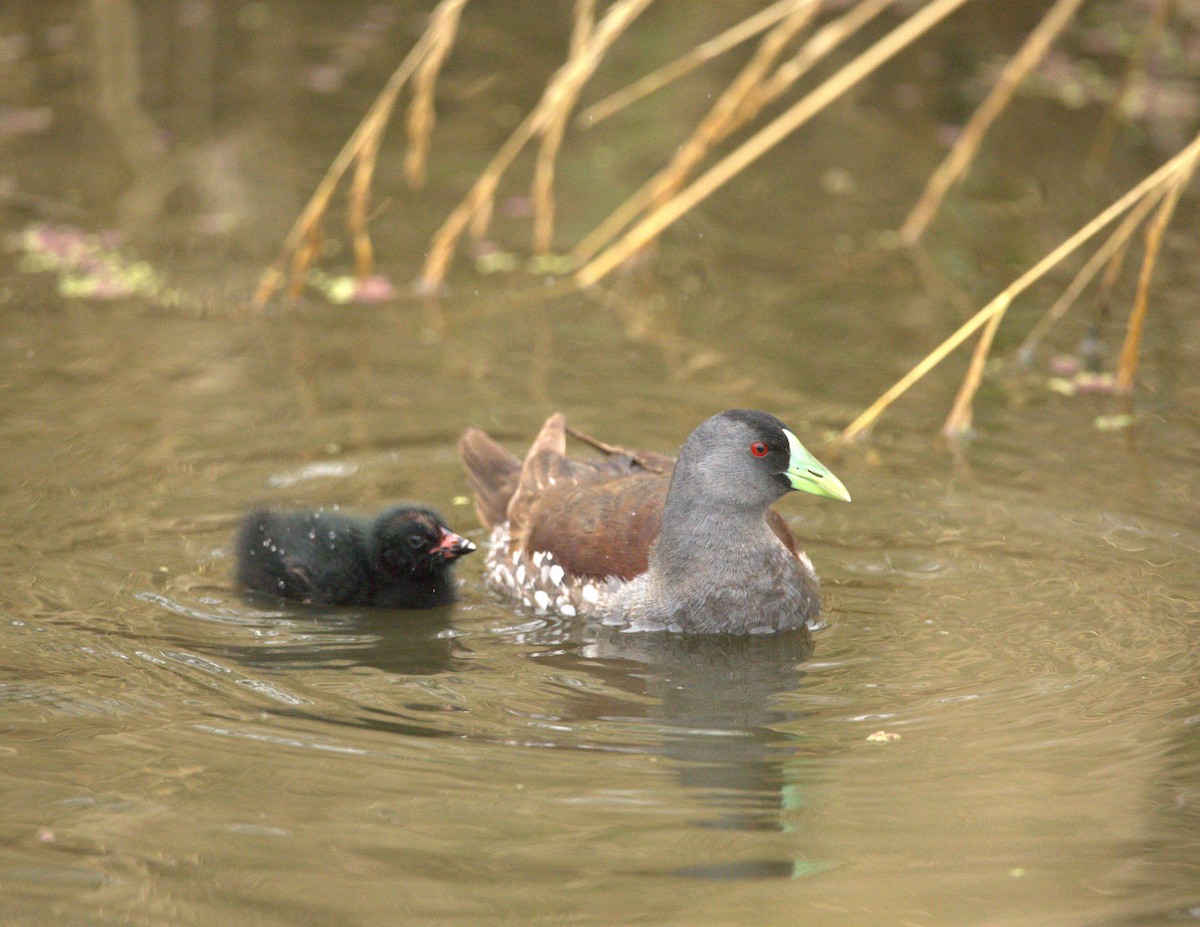 Spot-flanked Gallinule - ML646703170