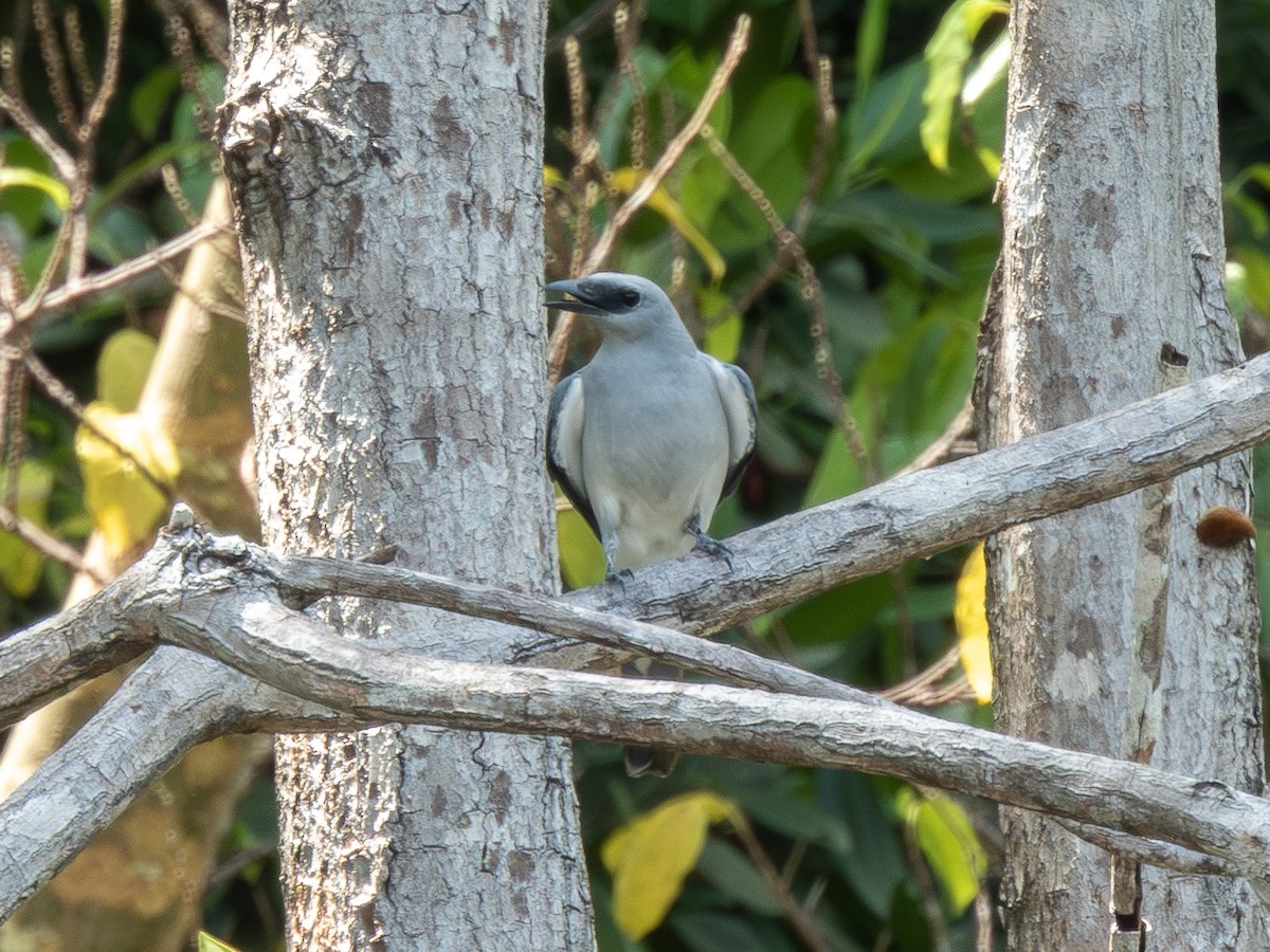Белобрюхий воронец - ML646703171