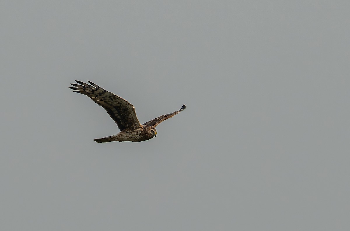 灰澤鵟 - ML646703177