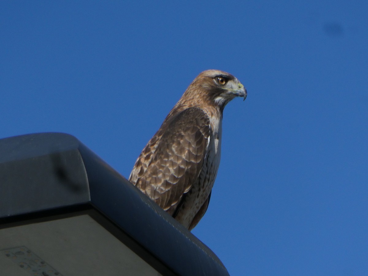 Red-tailed Hawk - ML646703178