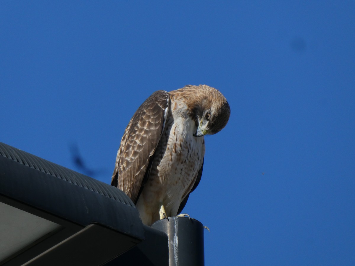 Red-tailed Hawk - ML646703179